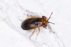 Isthmocoris imperialis