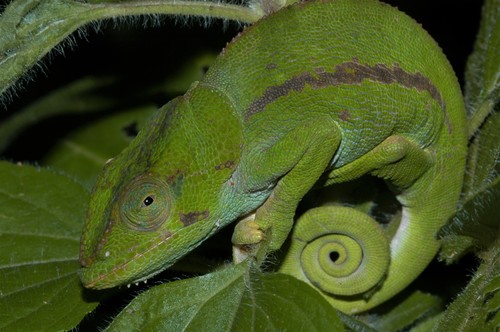 Amber Chameleon, Calumma amber