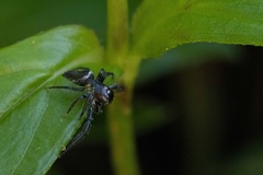 Opisthoncus mordax