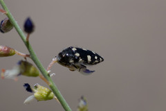 Acmaeodera vernalis