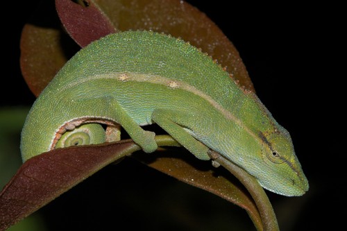 Perinet Chameleon, Calumma gastrotaenia