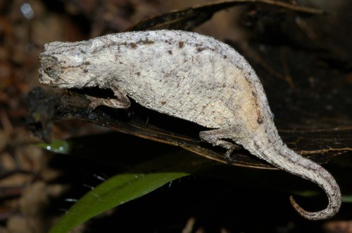 Ramanantsoa's Leaf Chameleon
