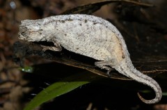 Ramanantsoa's Leaf Chameleon photo 3