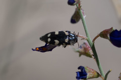 Acmaeodera vernalis