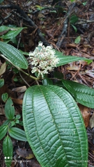 Miconia celaquensis