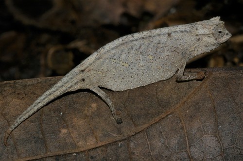 Ramanantsoa's Leaf Chameleon