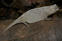 Ramanantsoa's Leaf Chameleon photo 2