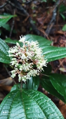 Miconia celaquensis
