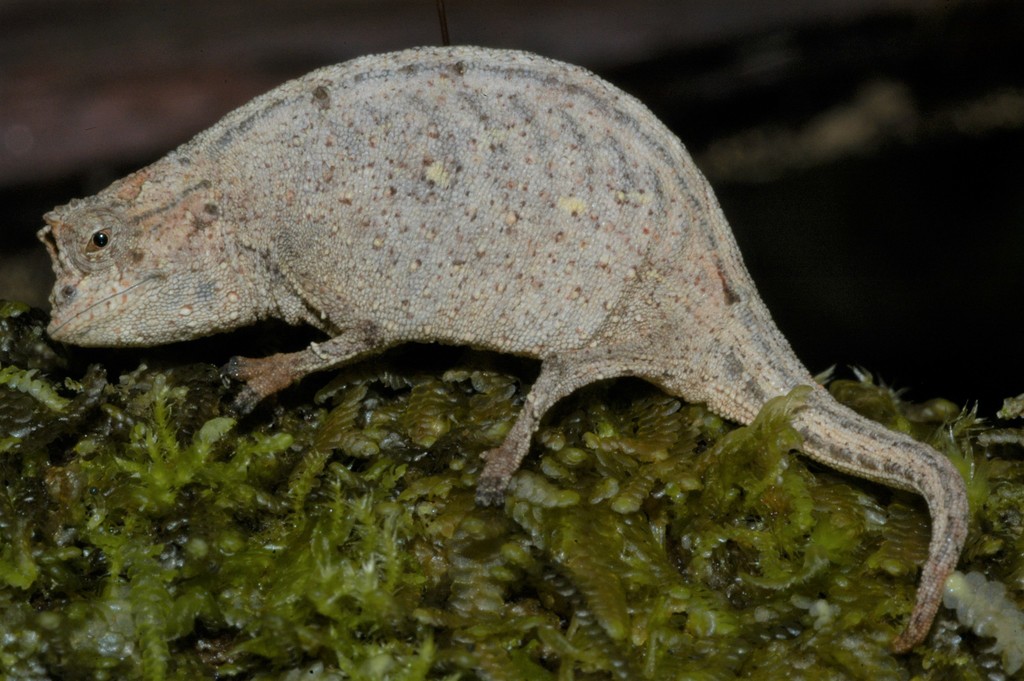 Ramanantsoa's Leaf Chameleon