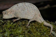 Ramanantsoa's Leaf Chameleon photo 1