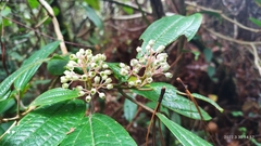 Miconia celaquensis