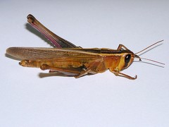 Choroedocus violaceipes