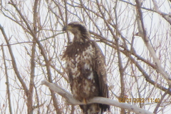 Haliaeetus leucocephalus