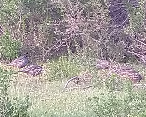iNaturalist observation photo of California Quail