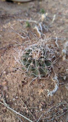 Image of Sclerocactus spinosior by (c) Andrew Dudley, some rights reserved (CC BY)