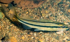 Chagres Catfish photo 1