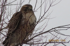 Buteo jamaicensis