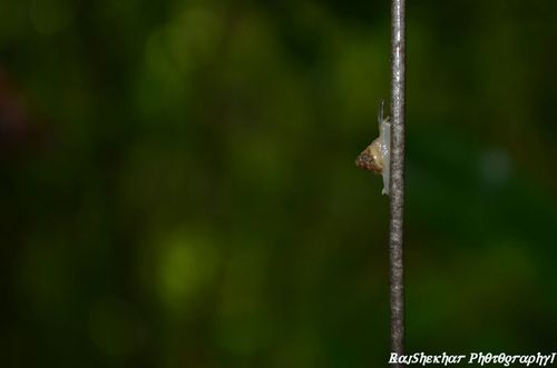 Kaliella barrakporensis, 2015-05-17