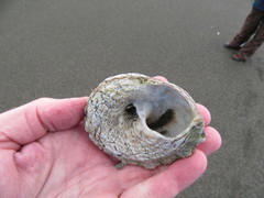 Astraea heliotropium