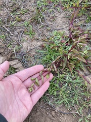 Aphanisma blitoides