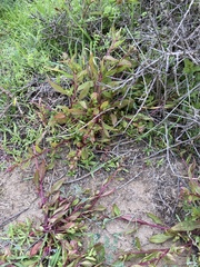 Aphanisma blitoides