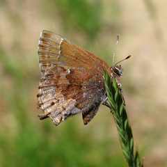 Callophrys irus