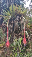 Tillandsia mateoensis