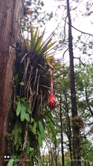 Tillandsia mateoensis