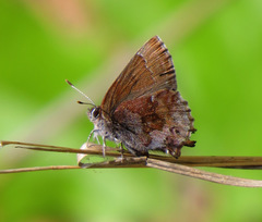 Callophrys irus