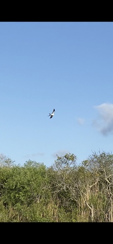 Elanoides forficatus image