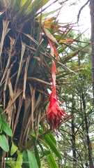 Tillandsia mateoensis