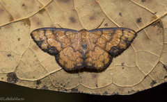 Semaeopus bimacula