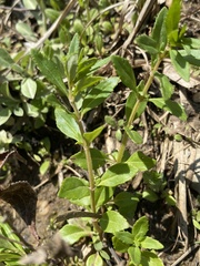 Mecardonia acuminata acuminata