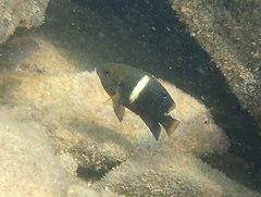 Chrysiptera biocellata