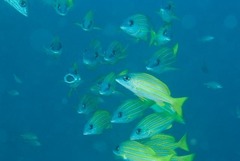 Lutjanus kasmira