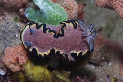 Glossodoris bonwanga