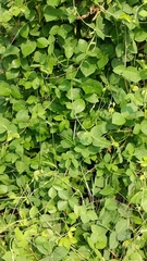 Macrotyloma uniflorum