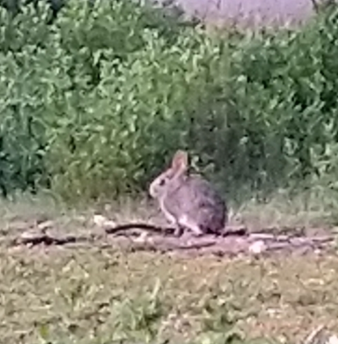 iNaturalist observation photo of Brush Rabbit