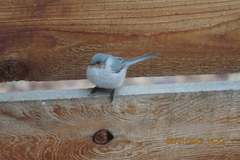 Psaltriparus minimus