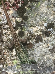 Iberolacerta monticola
