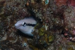 Aspidontus dussumieri