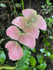 Adiantum macrophyllum