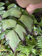 Adiantum macrophyllum