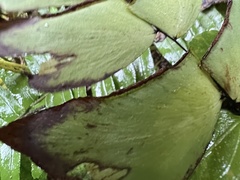 Adiantum macrophyllum