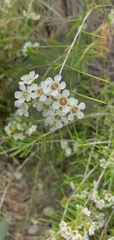 Chamelaucium uncinatum