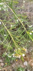 Chamelaucium uncinatum