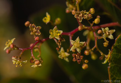 Searsia thyrsiflora image