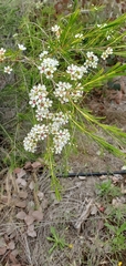 Chamelaucium uncinatum