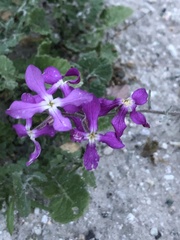 Matthiola sinuata