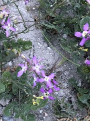 Matthiola sinuata